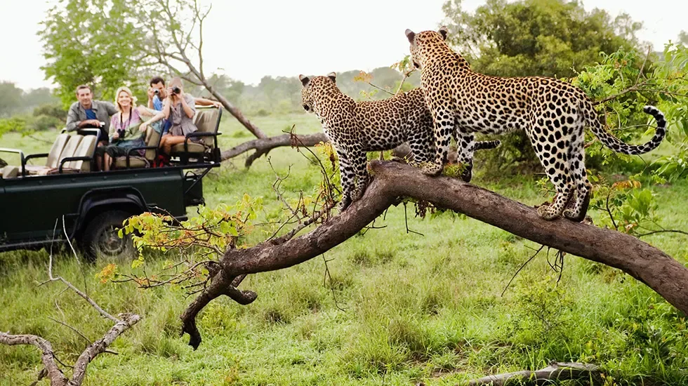 Two leopards on a fallen branch beside a Kruger game drive vehicle in Kruger National Park.