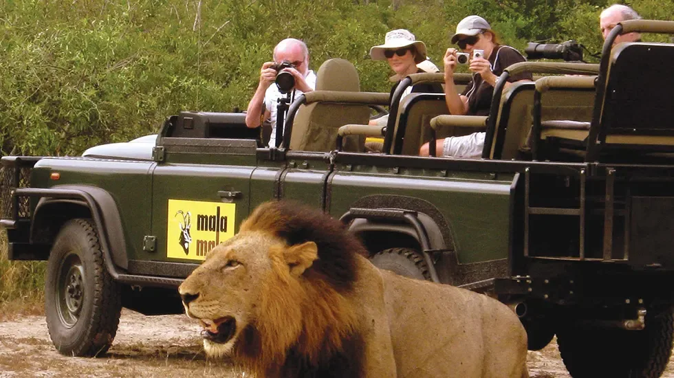 A male lion passes close to an open safari vehicle on a Kruger game drive in South Africa.