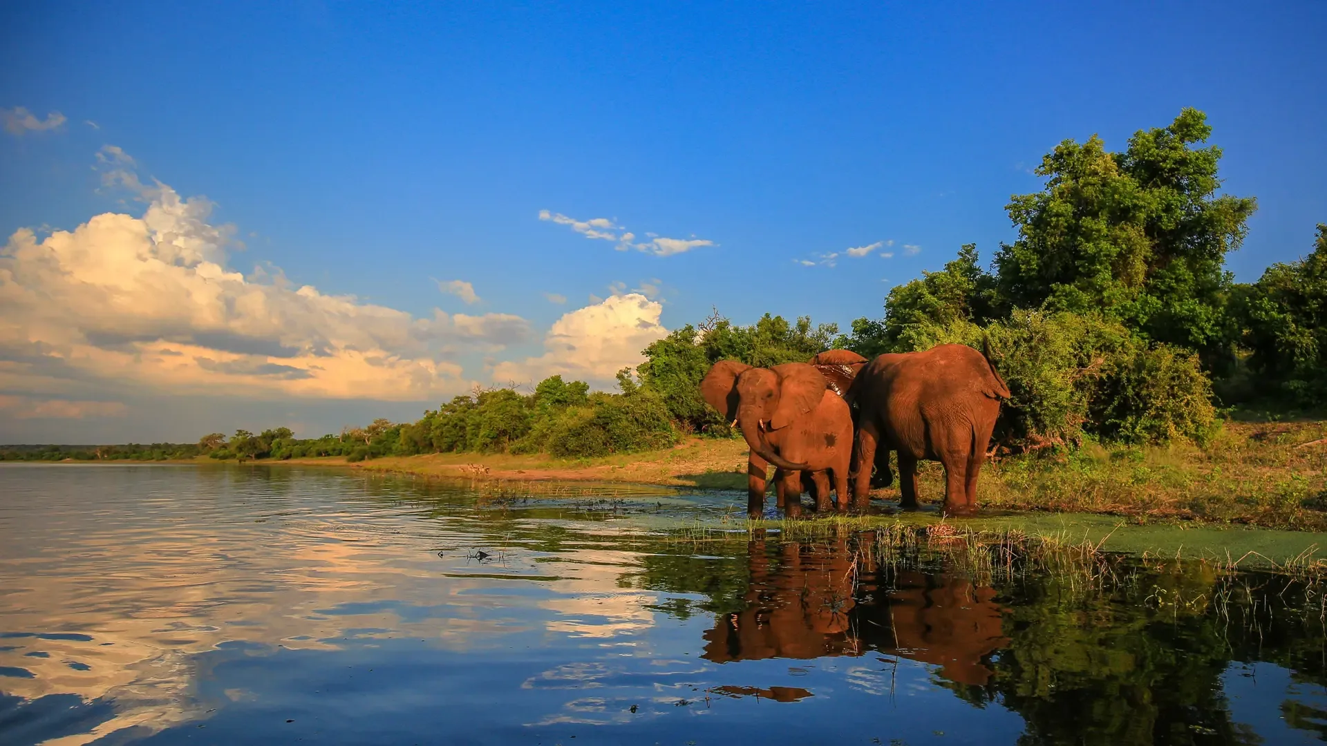 Two elephants standing at the water's edge in Kruger National Park, South Africa.