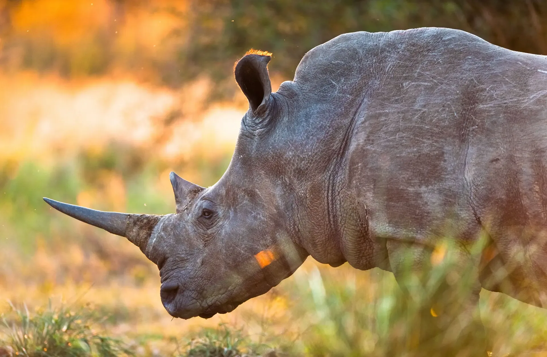 A white rhino in profile in the warm evening light, Kruger National Park