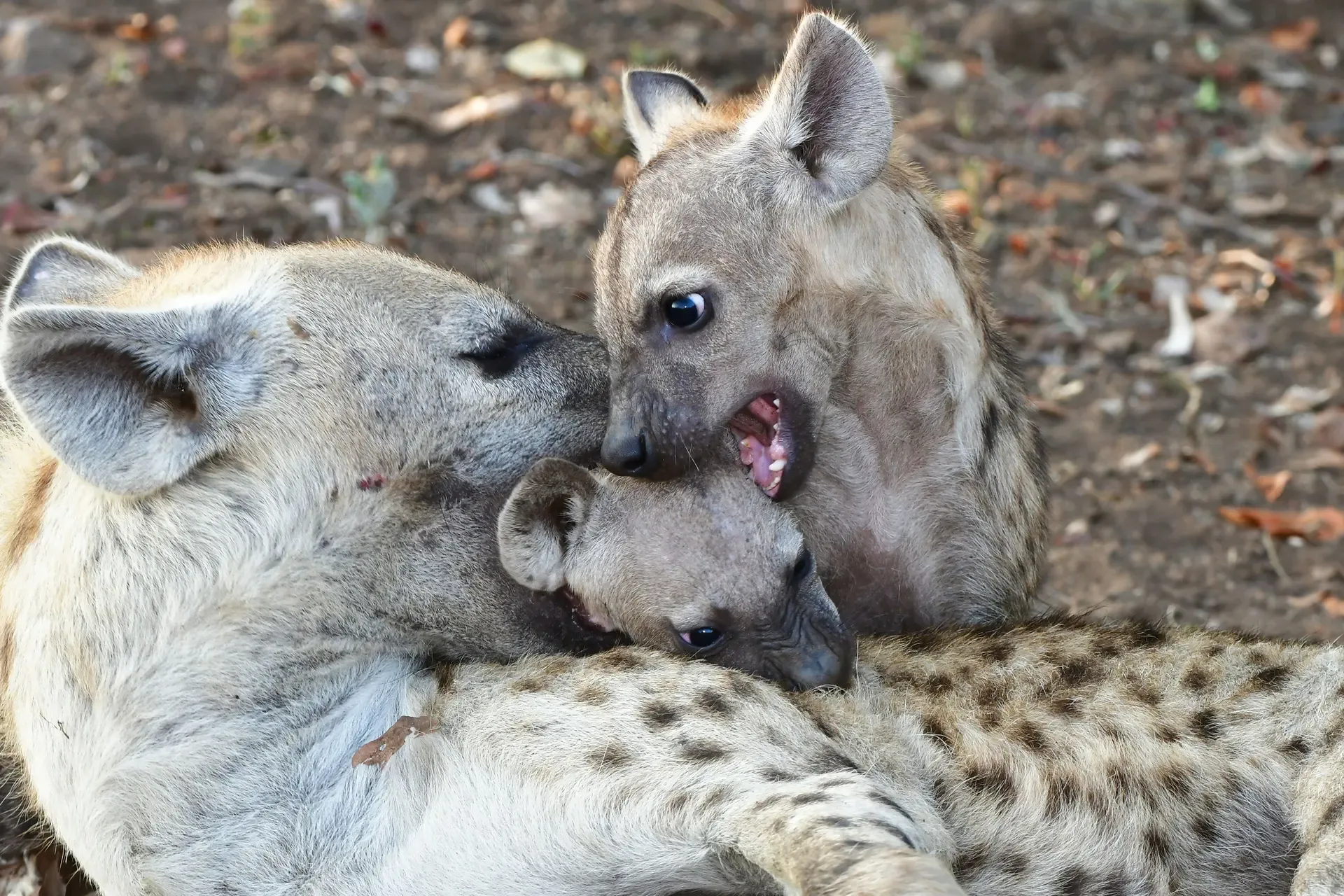 Spotted hyena cubs nuzzle and mouth at each other in Kruger National Park, South Africa.