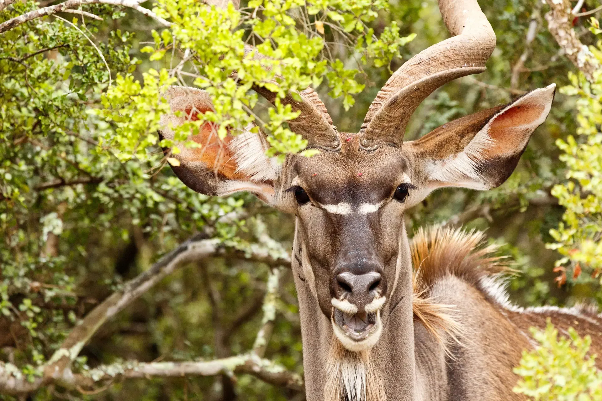 A kudu bull watches from the green bush in Kruger National Park, South Africa.