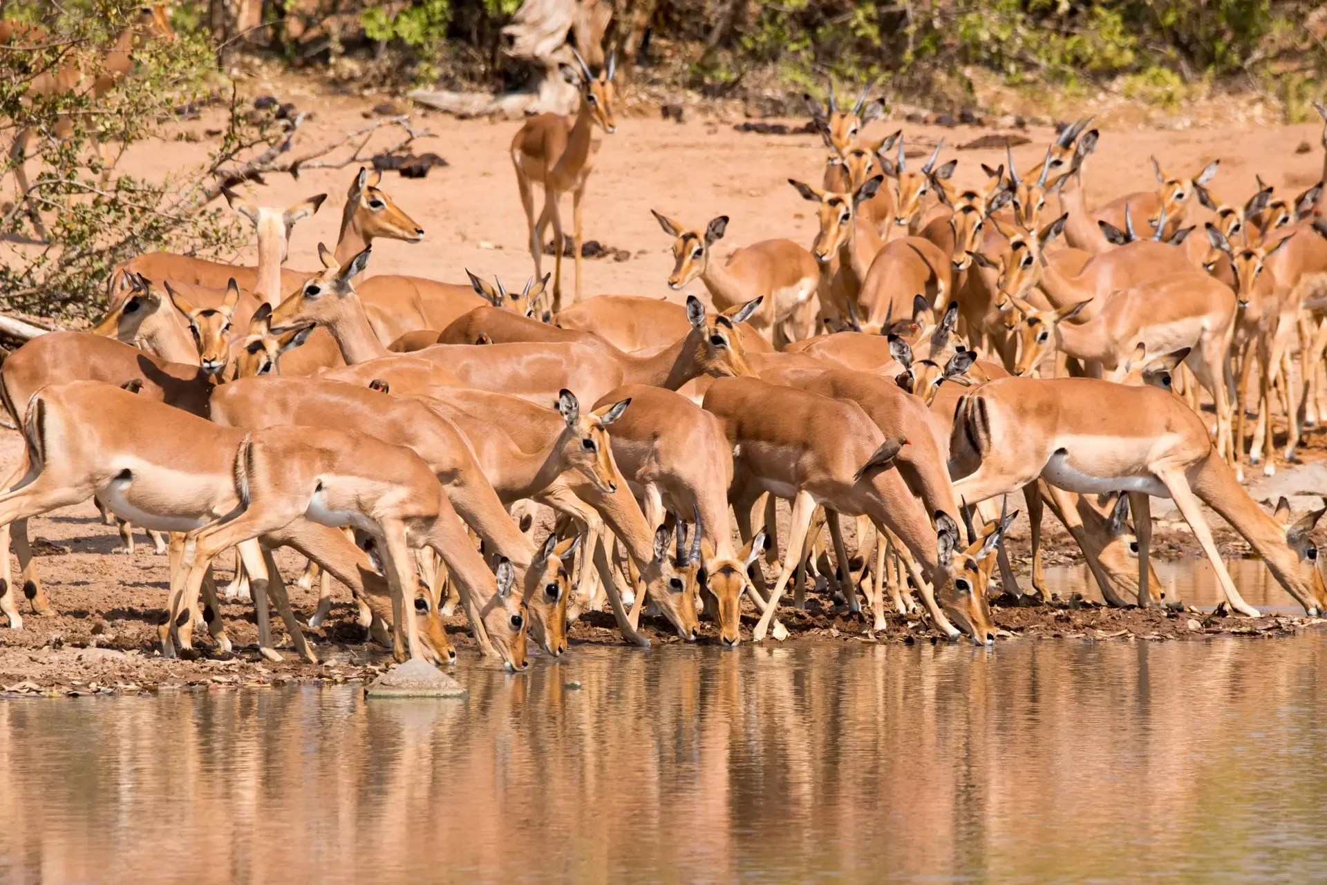 4 Days Kruger National Park Safari