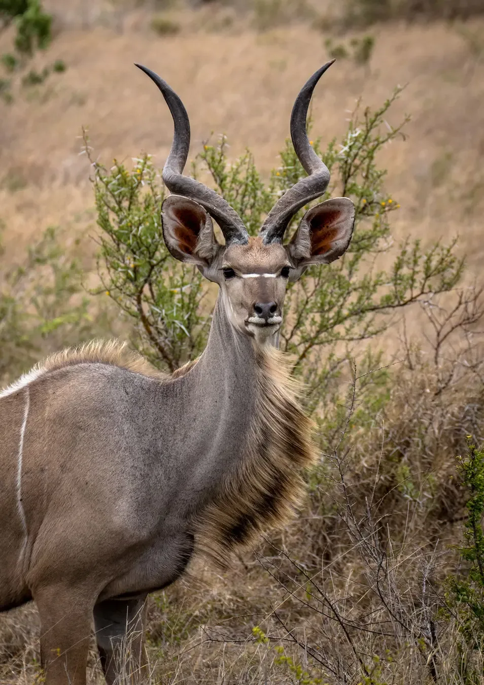 A greater kudu bull pauses among the dry bush of Kruger National Park, South Africa.
