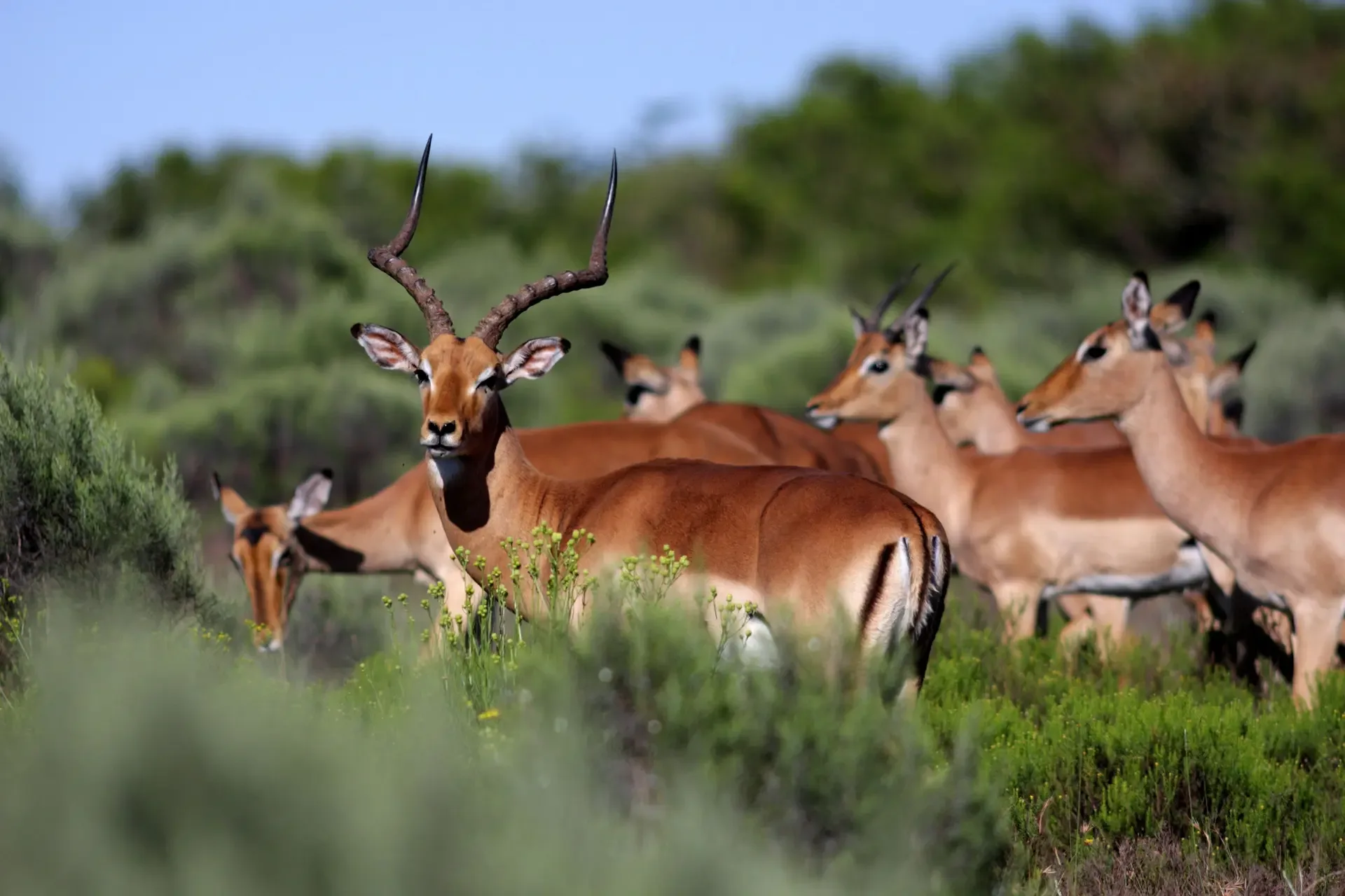 A male impala with a harem of females in Kruger National Park, South Africa.