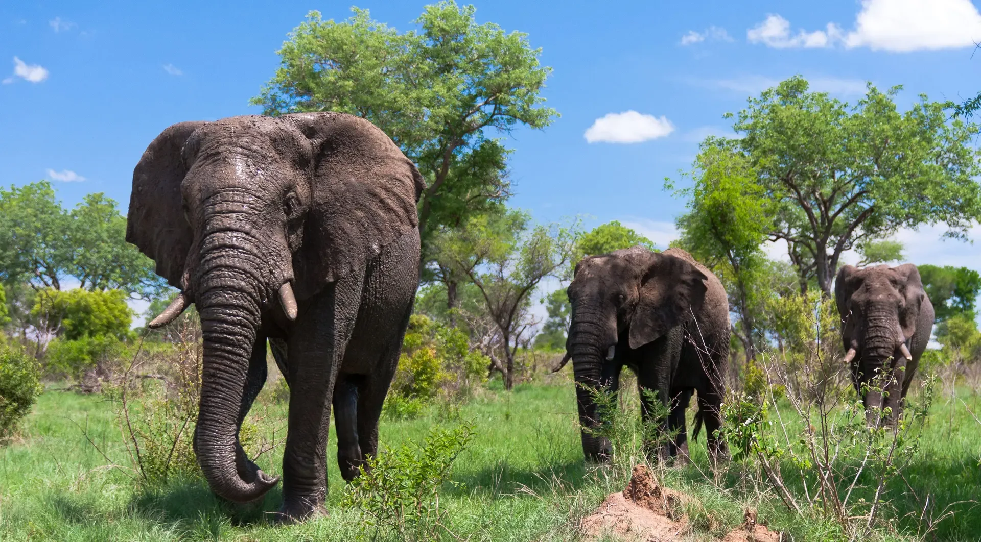 Three elephants cross the green bushveld of Kruger National Park under a bright sky.