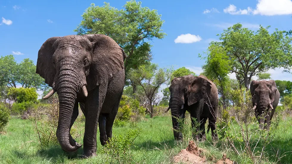 5 Days Rustic Kruger Safari