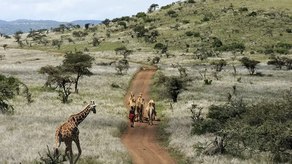 A camel safari on a dirt track in Laikipia, with a giraffe nearby in the grass.