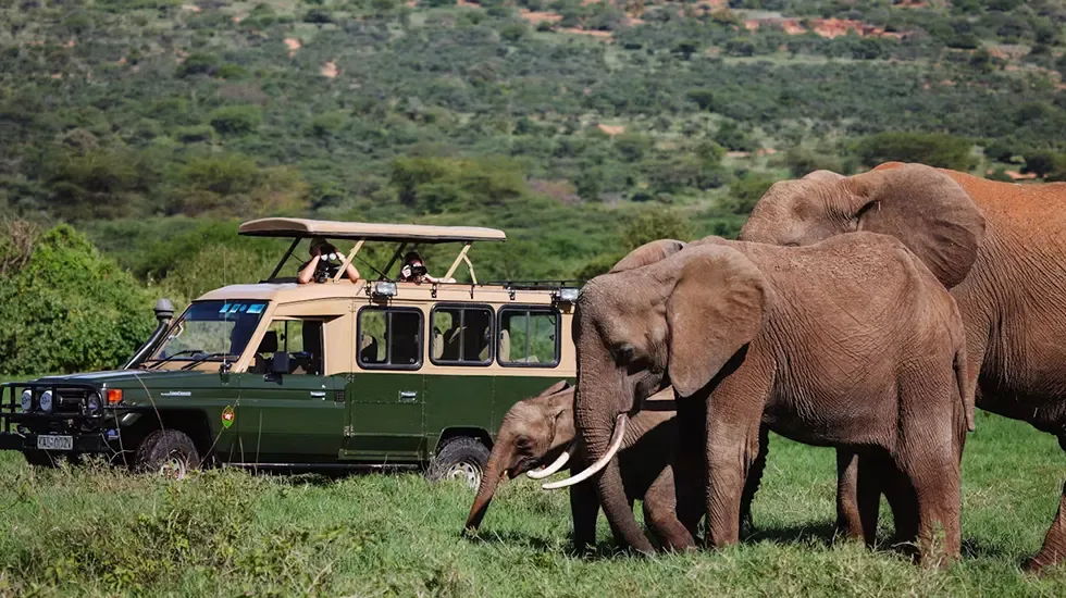 Elephants graze close to a safari vehicle in Laikipia, Kenya.