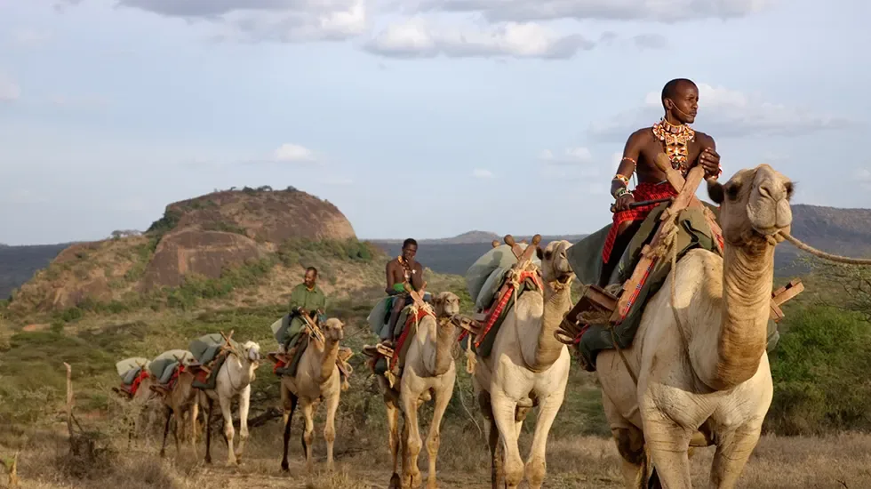 A camel train crosses the open country of Laikipia, Kenya, with riders leading the way.
