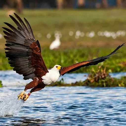 A fish eagle lifts off the water at Lake Baringo, Kenya.