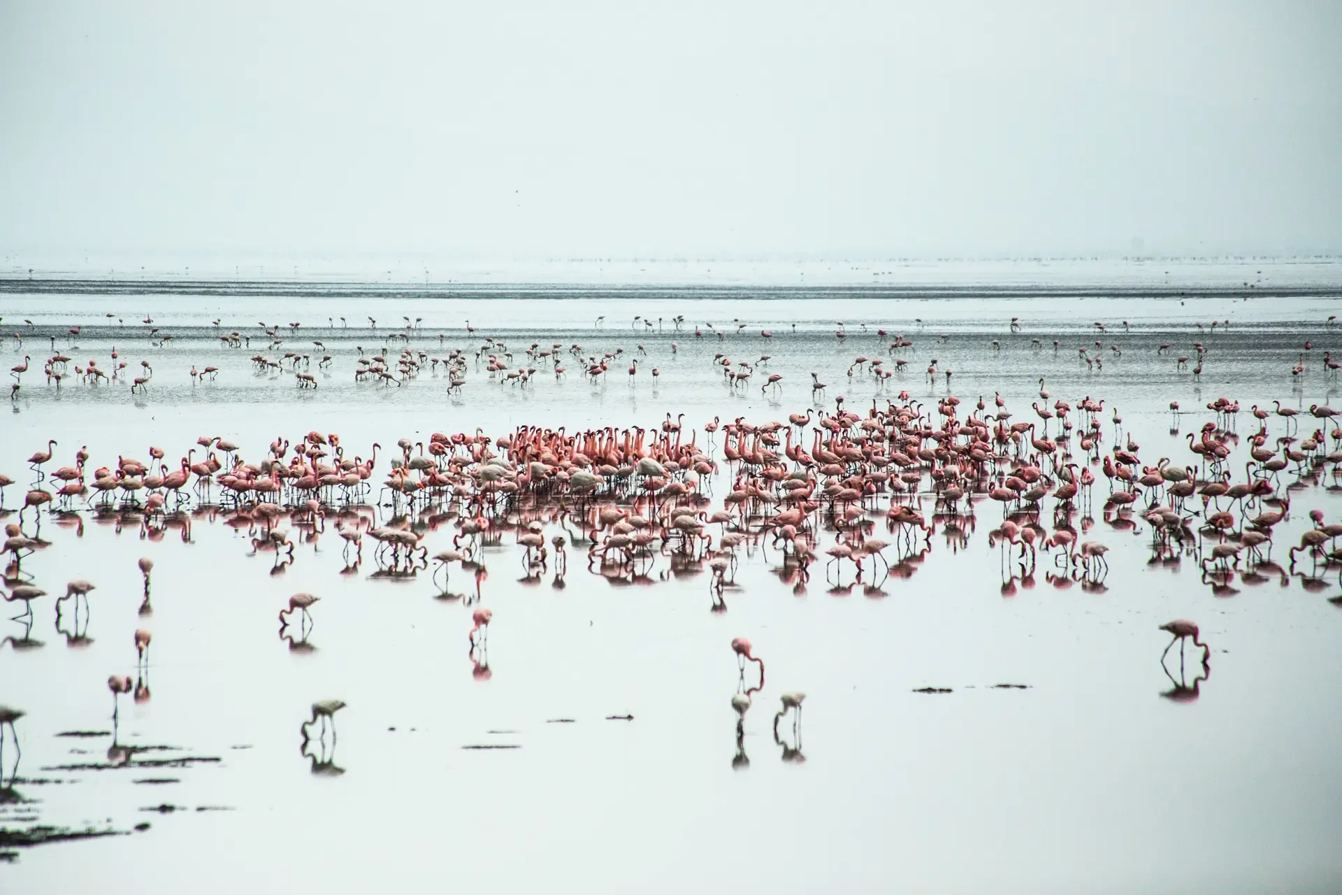 Flamingos wading in the shallow water of Lake Manyara National Park, Tanzania.
