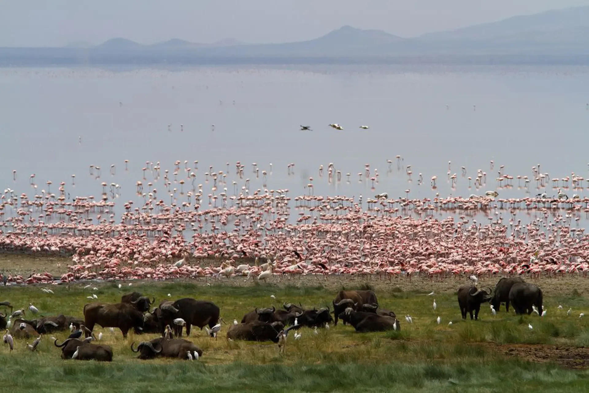 Buffalo rest on the shore as flamingos mass in the shallows of Lake Manyara, Tanzania.