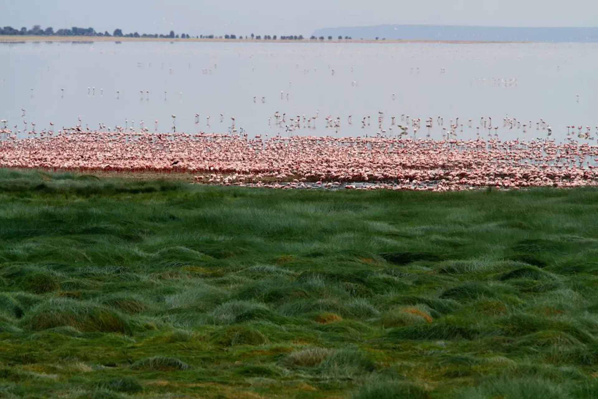 Flamingos mass along the shallows of Lake Manyara National Park, Tanzania.