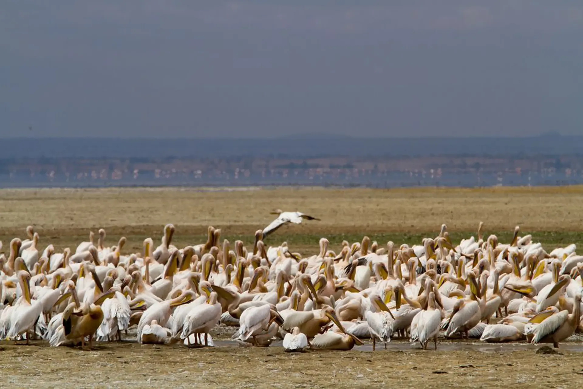 A flock of pelicans gathers at the water's edge in Lake Manyara National Park, Tanzania.