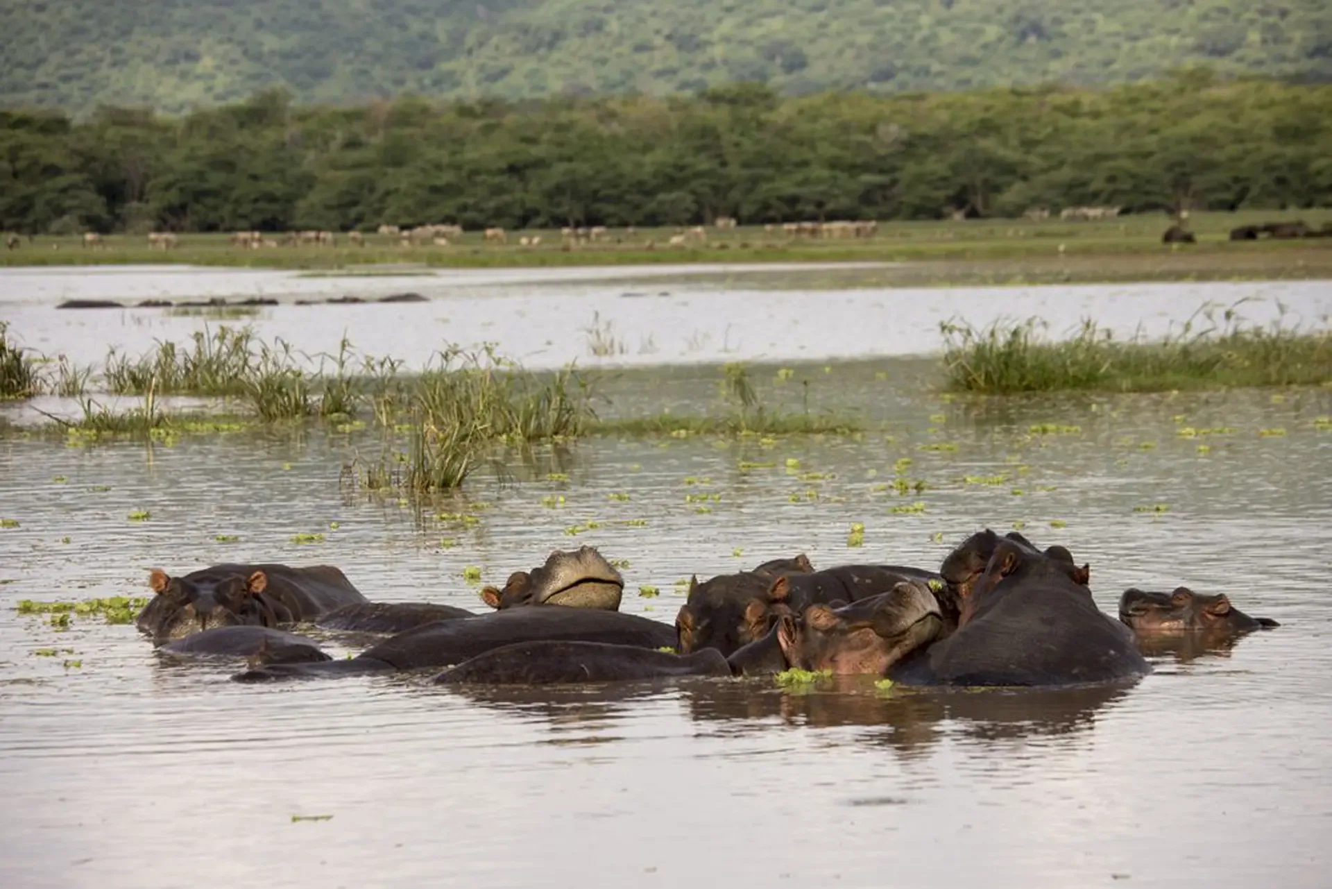 A pod of hippos resting in the shallows of Lake Manyara National Park, Tanzania.