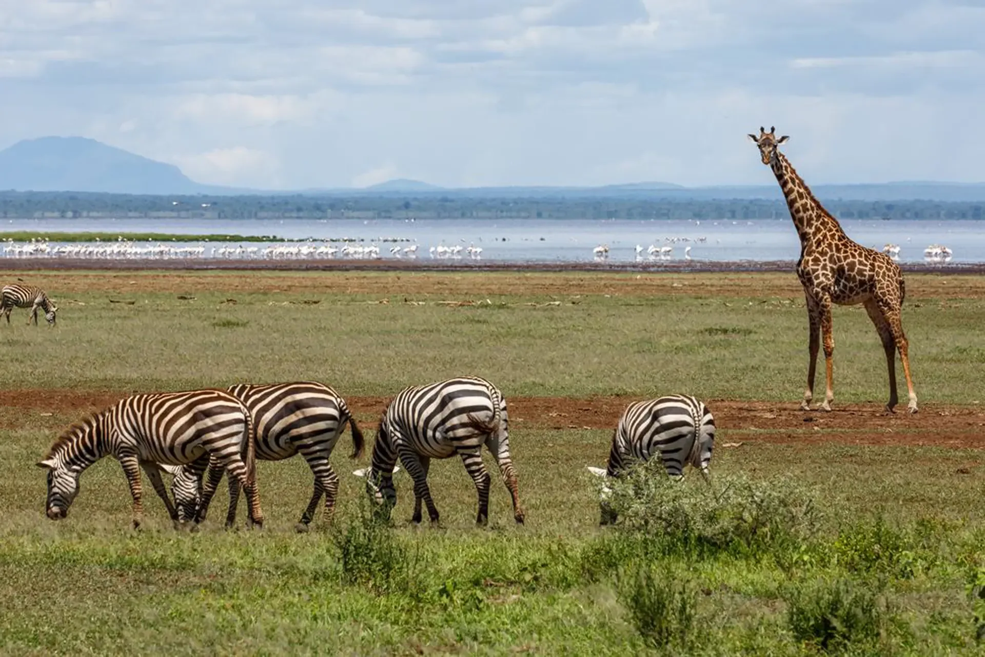 Zebras graze the lakeshore grassland while a giraffe stands tall in Lake Manyara National Park, Tanzania.