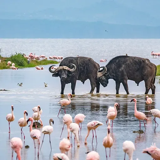 Two buffalo wade through the shallows at Lake Naivasha, Kenya, among a flock of flamingos.