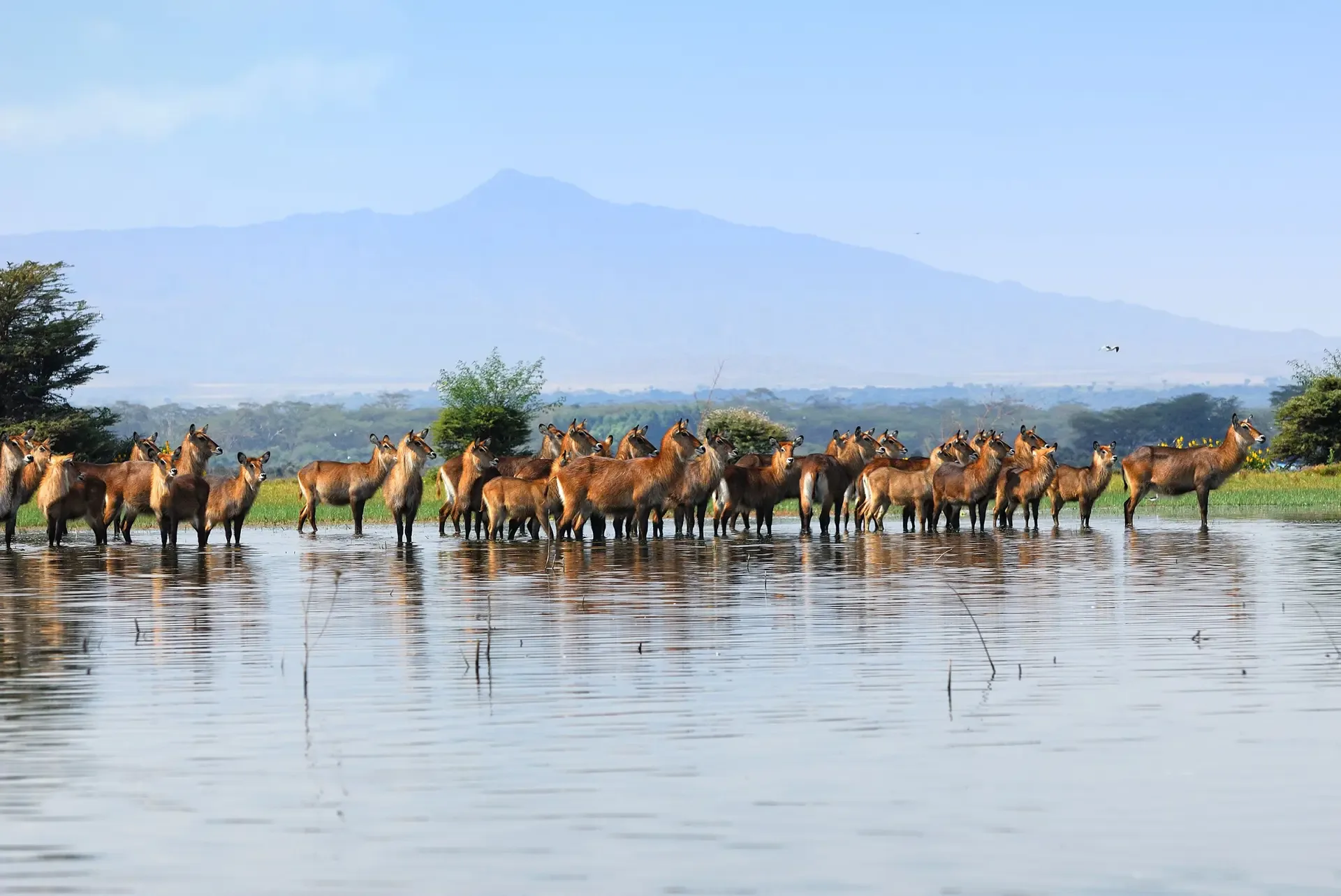 A herd of antelope wading through the shallows at Lake Naivasha National Park, Kenya.