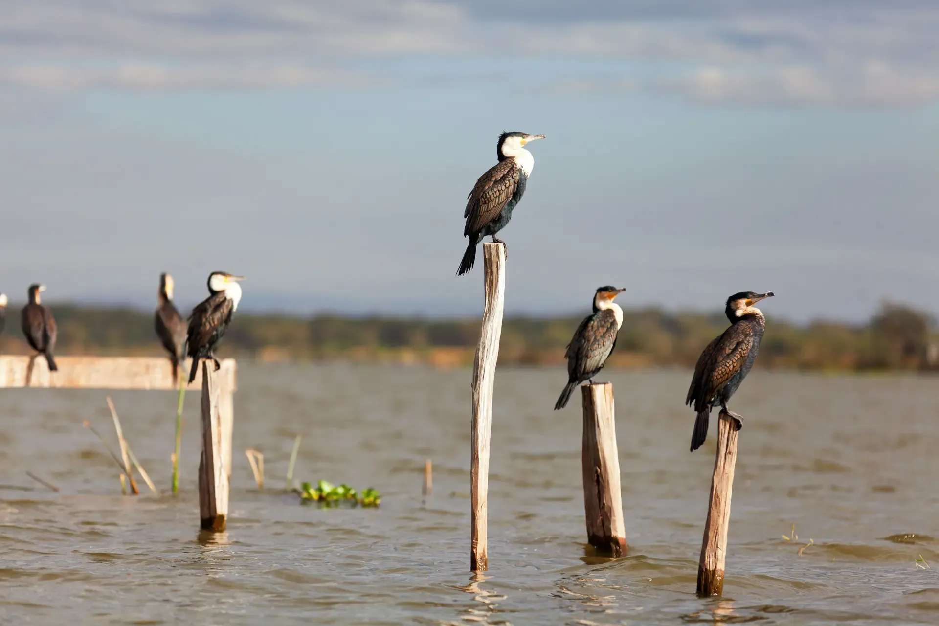 Cormorants perched on wooden posts in the water at Lake Naivasha, Kenya.