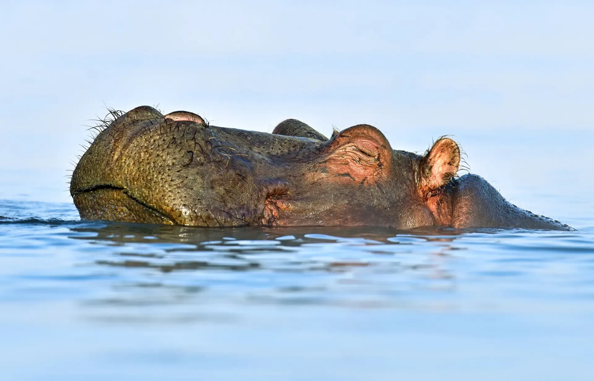 Lake Naivasha