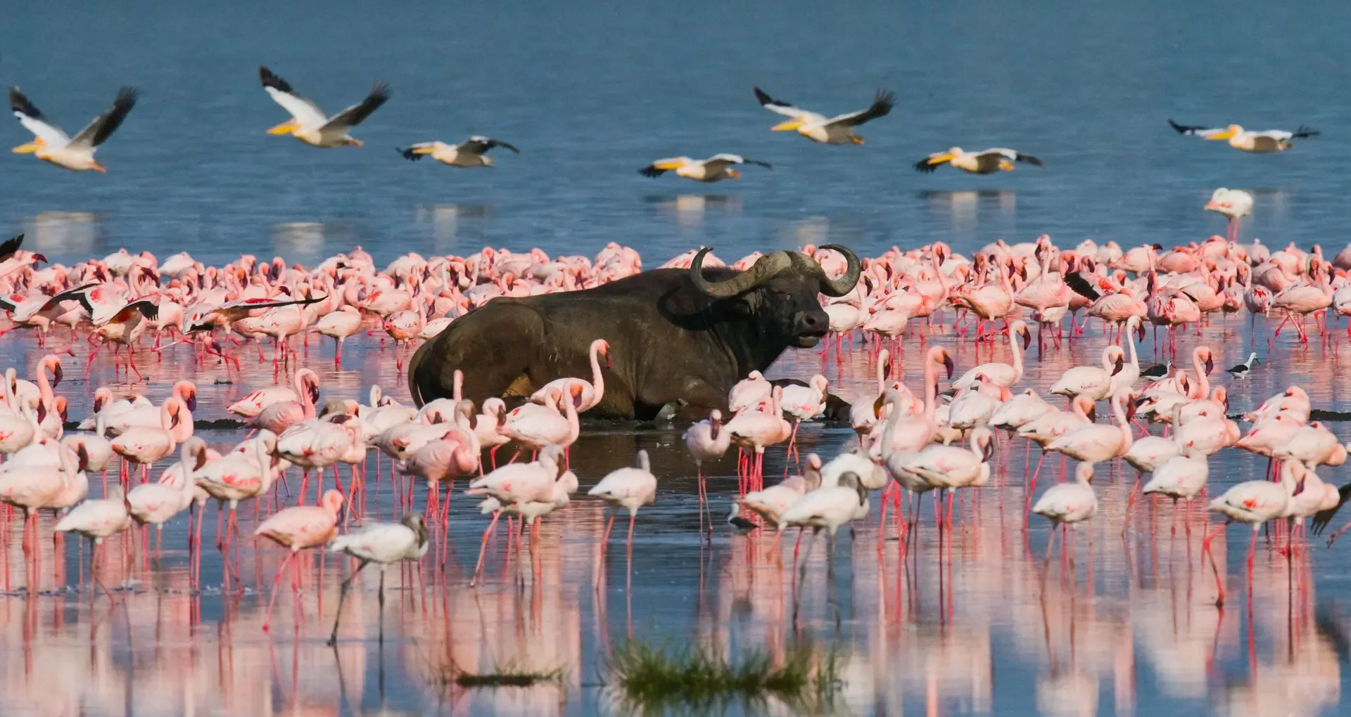 A buffalo rests among flamingos and pelicans on the shallows of Lake Nakuru, Kenya.