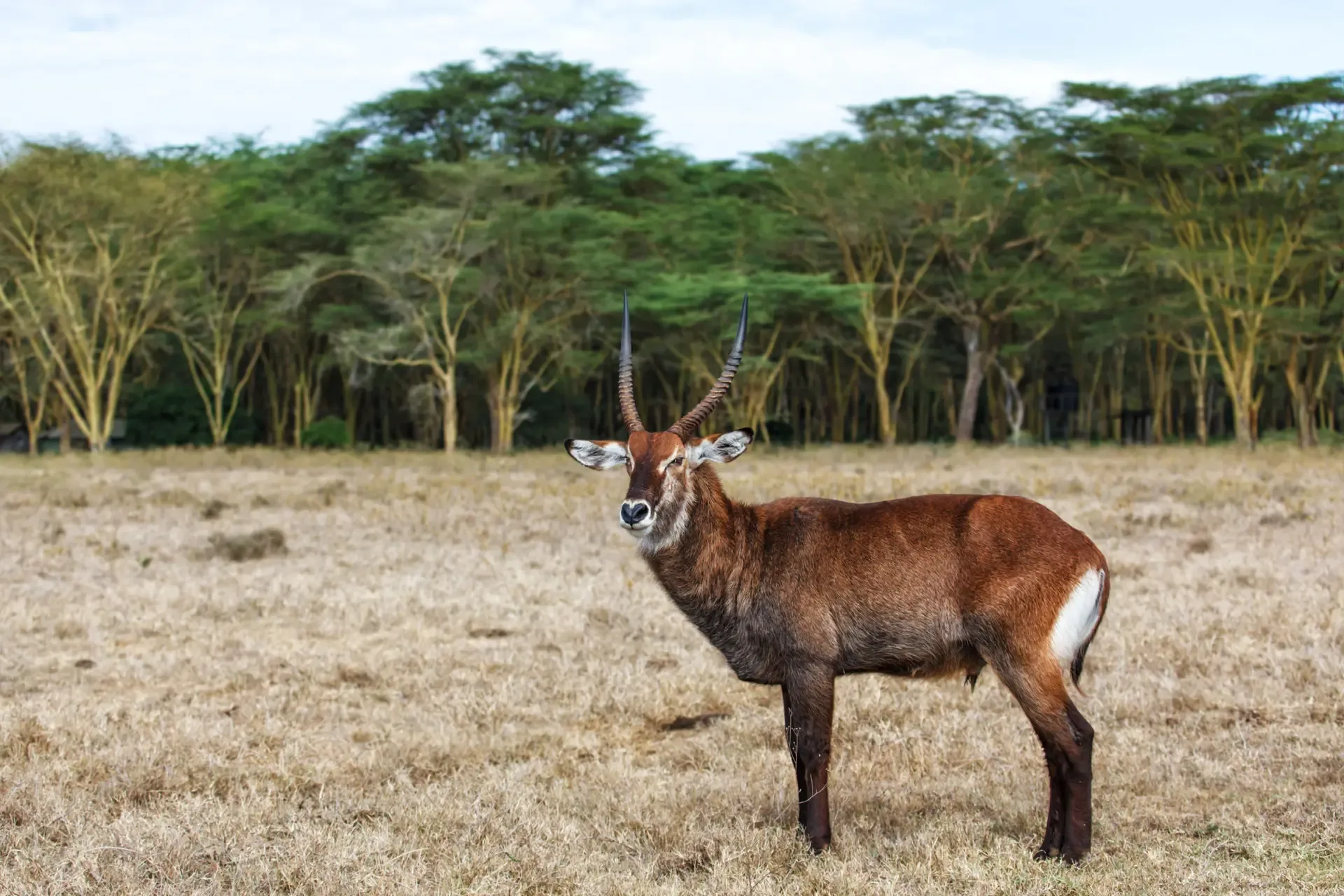A waterbuck stands alert on the dry grass of Lake Nakuru National Park, Kenya.