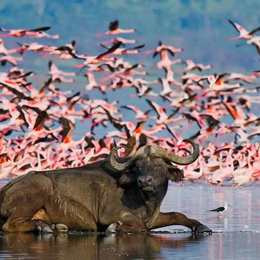 Lake Nakuru National Park