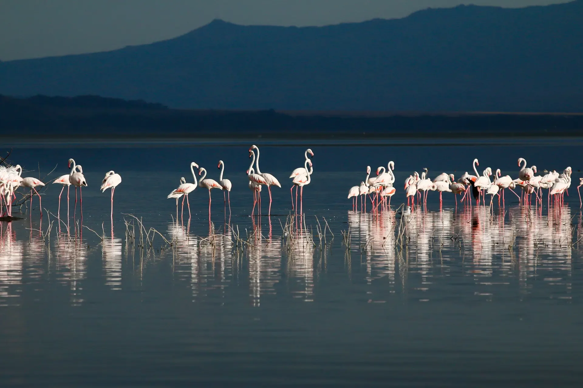 Flamingos wading in the shallows of Lake Nakuru, Kenya.