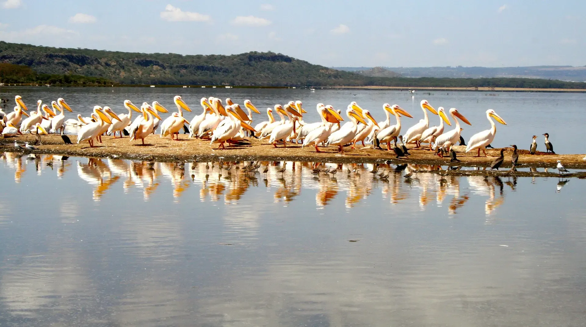 Great white pelicans gathered along the shore at Lake Nakuru, Kenya.