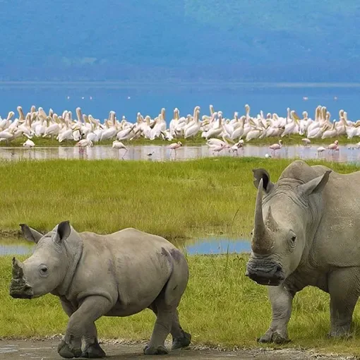 White rhino and calf grazing beside flamingos at Lake Nakuru National Park, Kenya.