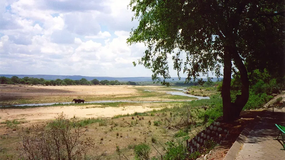 Elephants crossing the sandy Letaba riverbed in Kruger National Park.