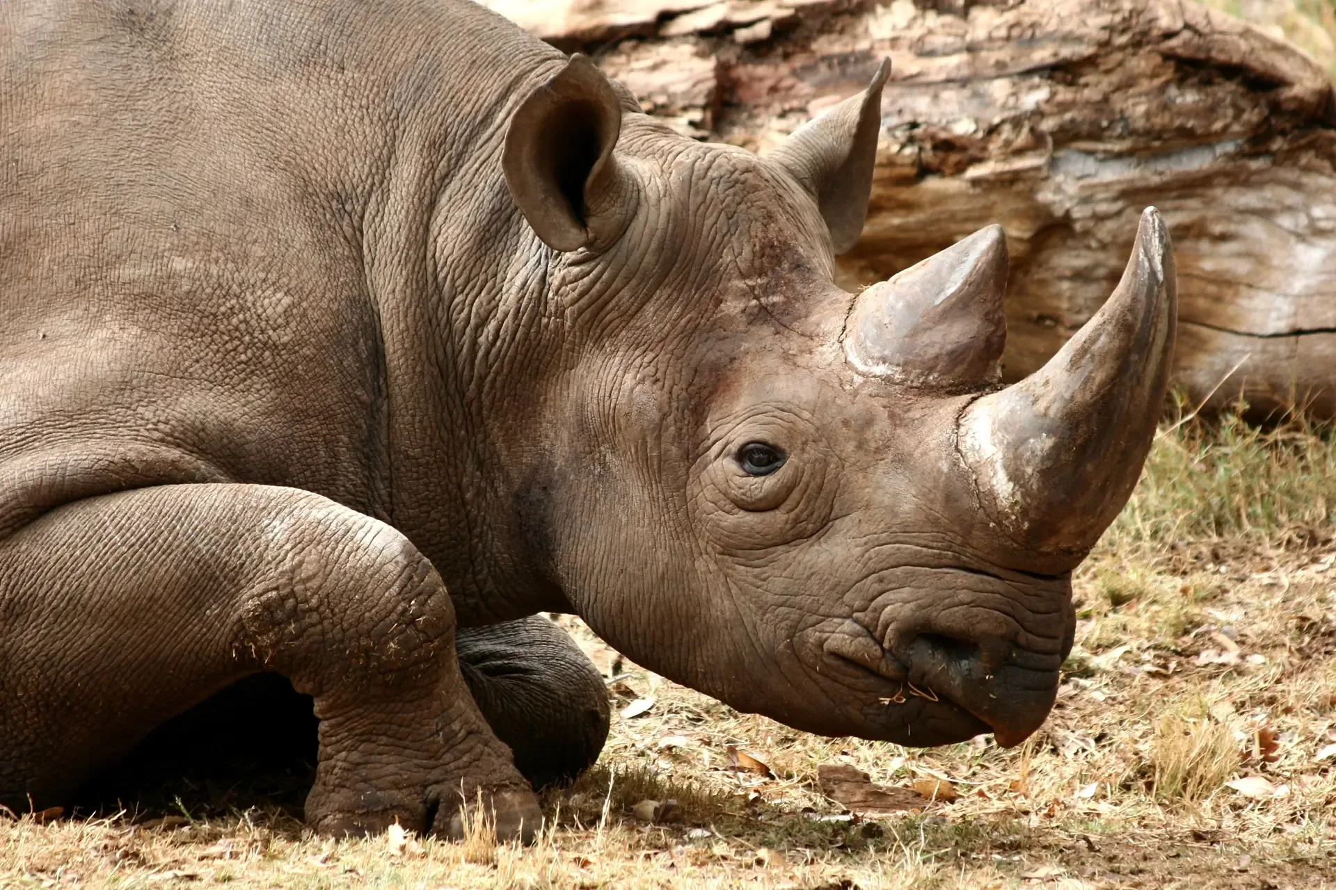 11 Days Kenya High-End Comprehensive Safari