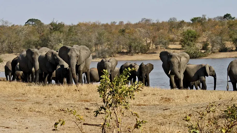 Elephants gather at the water's edge in Limpopo National Park, Mozambique.