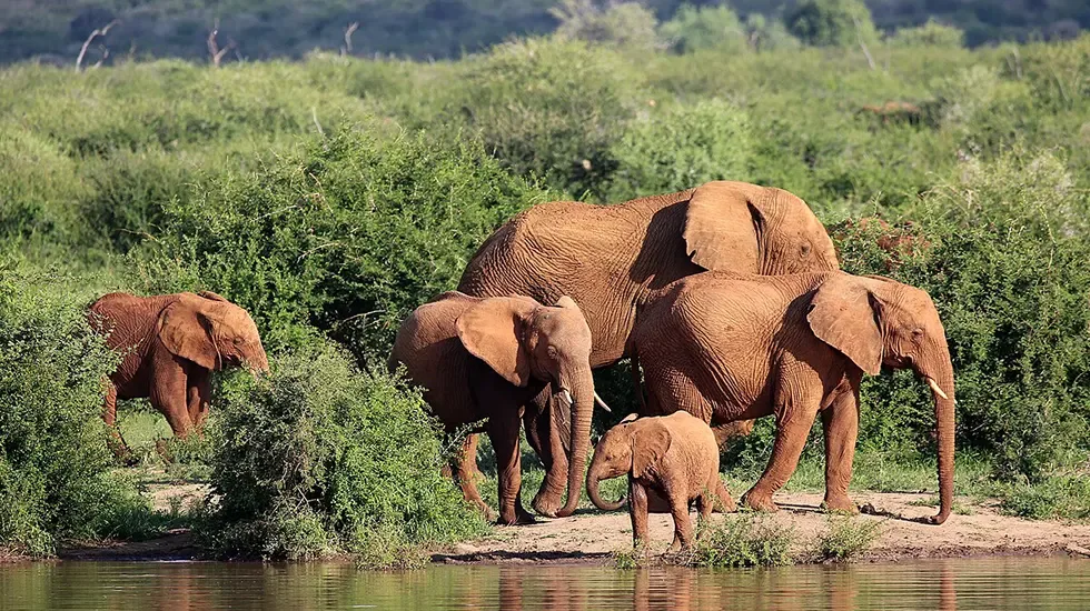 A family of elephants gathers at the water's edge in Madikwe Private Reserve, South Africa.