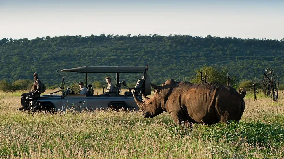 A white rhino crosses the grass in front of a safari vehicle in Madikwe Private Reserve, South Africa.