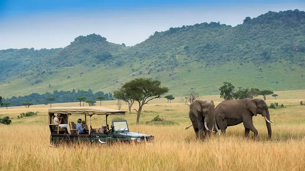 Two elephants cross the golden grass of the Masai Mara as safari guests watch from their vehicle.