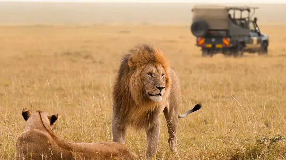 A lion and lioness in the golden grass of the Masai Mara, Kenya.