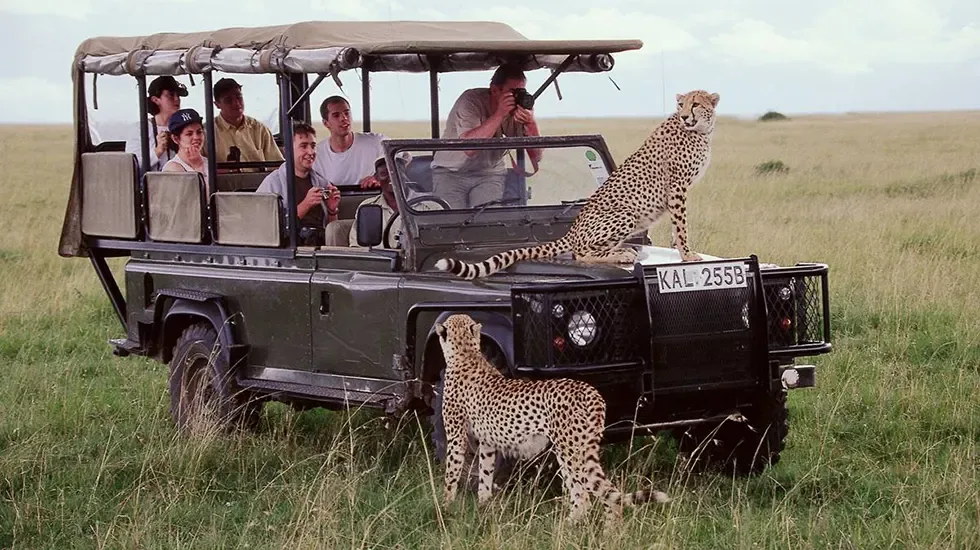 Two cheetahs approach a safari vehicle in the Masai Mara, Kenya.