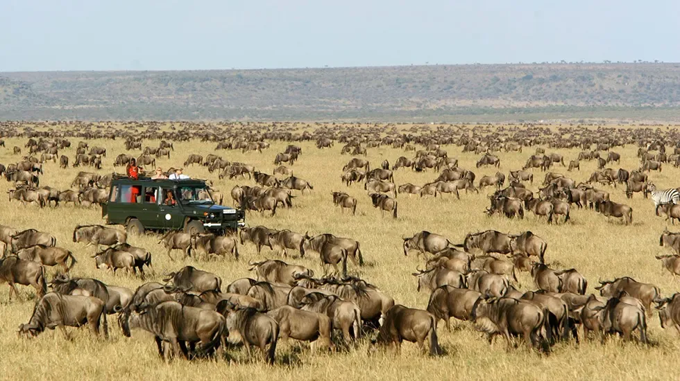 Guests watch a wildebeest herd from their safari vehicle in the Masai Mara.