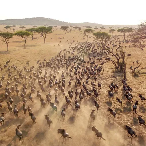 Wildebeest herds on the move across the plains of the Masai Mara in Kenya.
