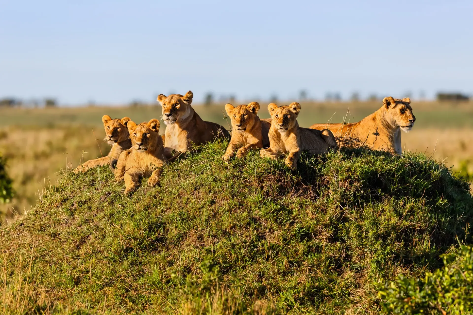 A pride of lions rests on a grassy mound in the Masai Mara game reserve, Kenya.
