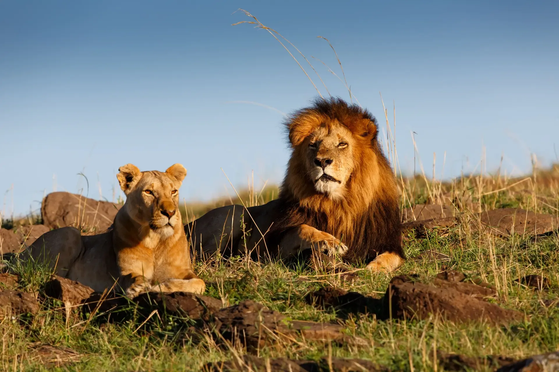 A lion and lioness resting on the grass in the Masai Mara game reserve, Kenya.
