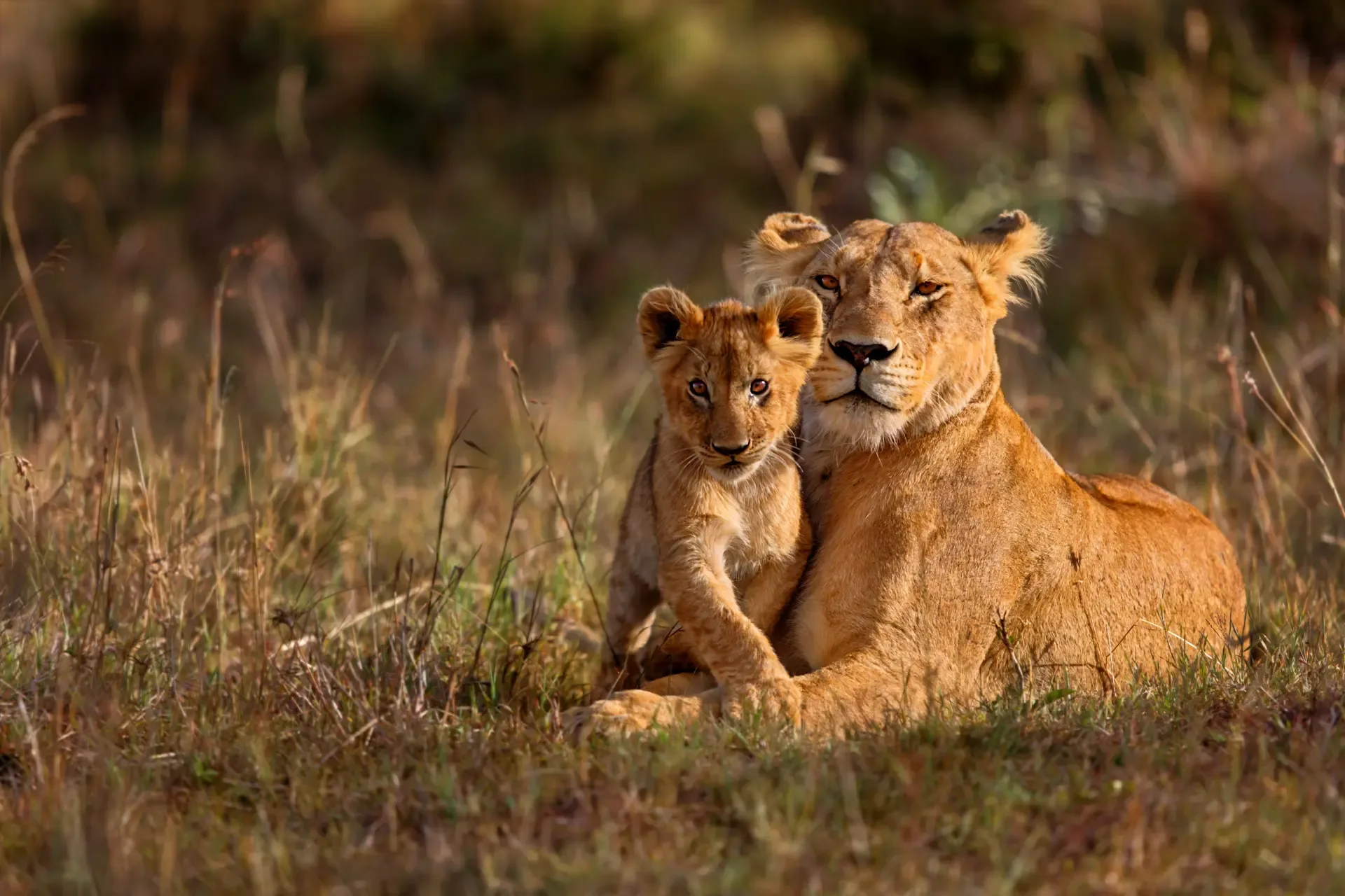 A lioness rests with her cub in the grass of the Masai Mara game reserve, Kenya.