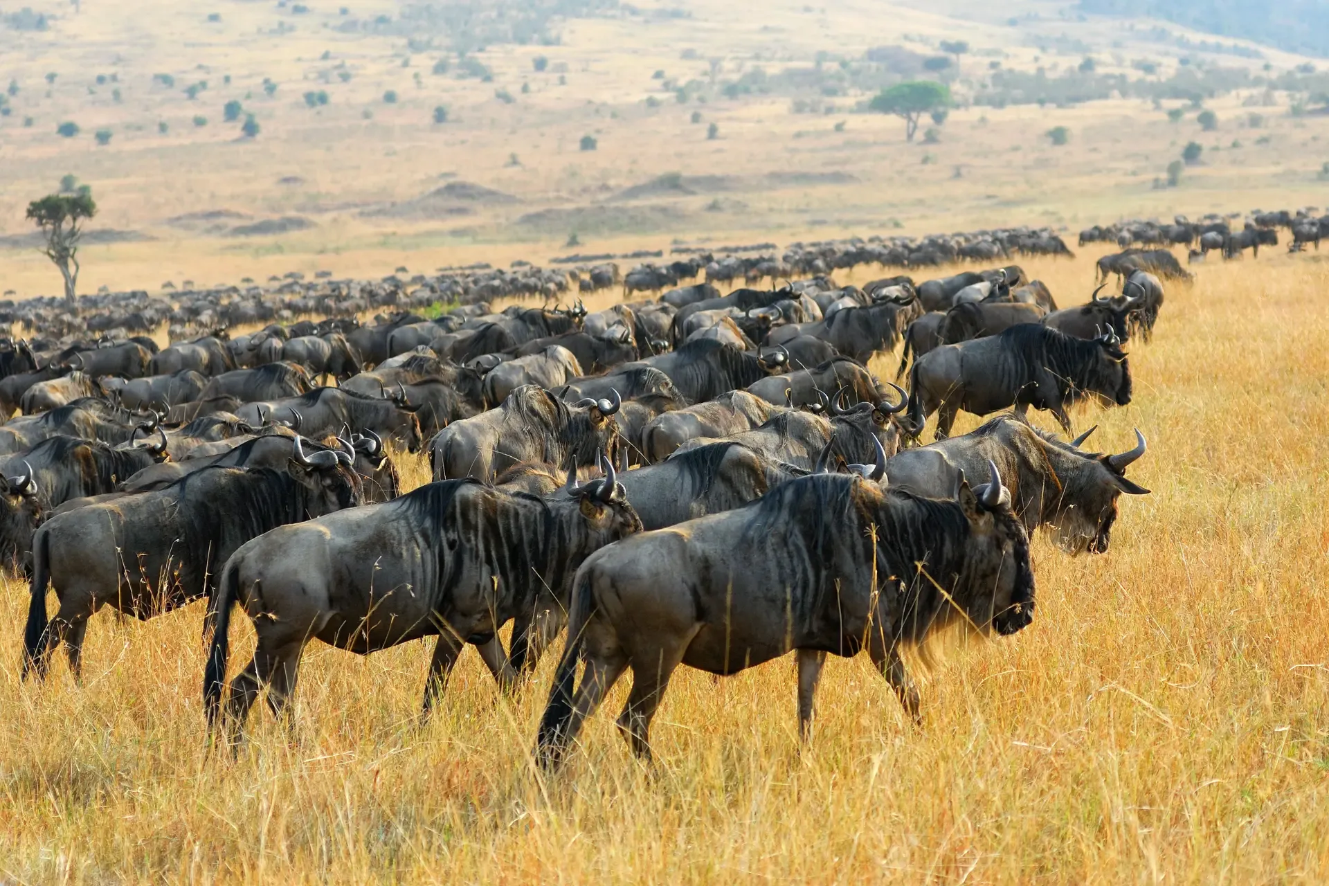 Wildebeest herds spread across the golden plains of the Masai Mara game reserve in Kenya.