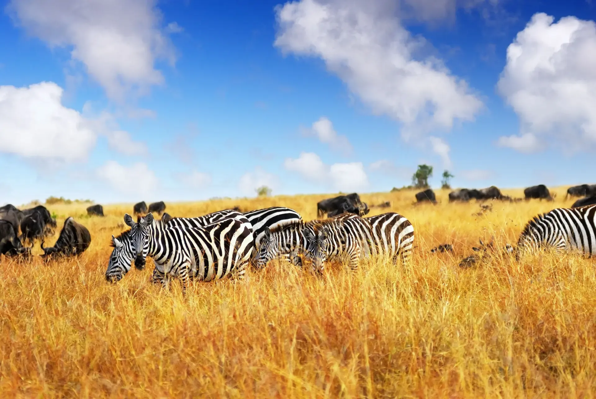 Zebras grazing among wildebeest in the Masai Mara Game Reserve, Kenya.