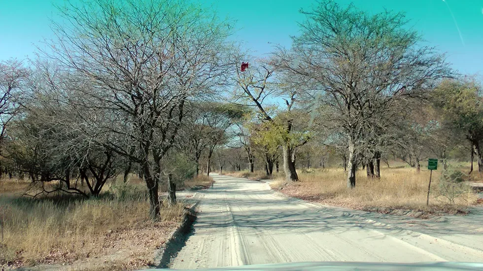 A sandy track lined with winterthorn trees on the edge of Maun, Botswana.