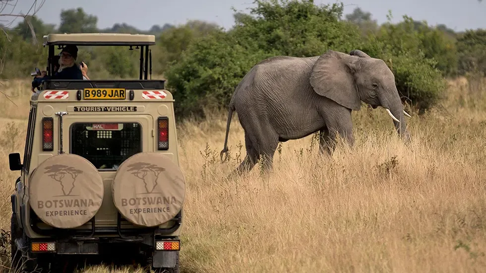 An elephant crosses the grass beside a safari vehicle near Maun, Botswana.