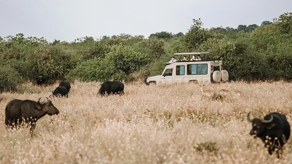 Buffalo graze in tall grass as a safari vehicle passes near Maun, Botswana.
