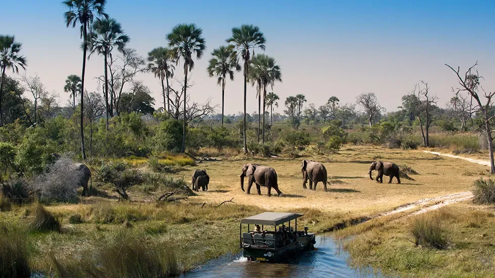 Elephants on the floodplains as a boat glides past on the final morning out of Maun.